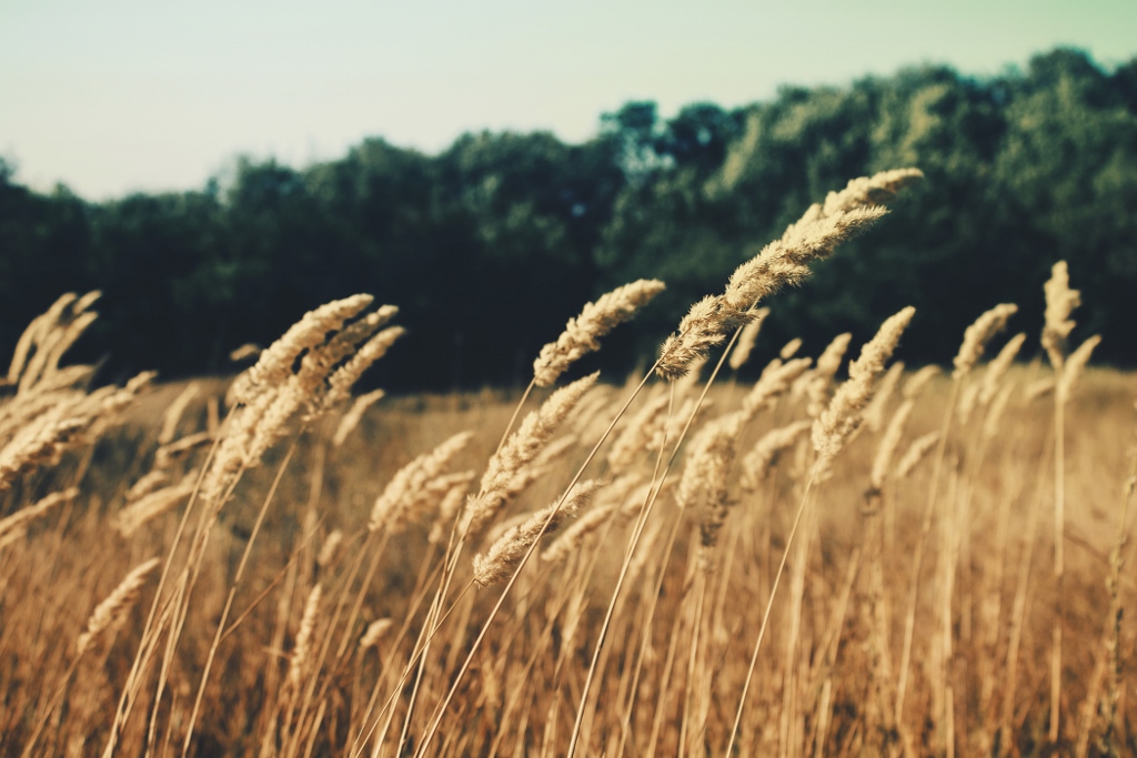 wheat on the plains